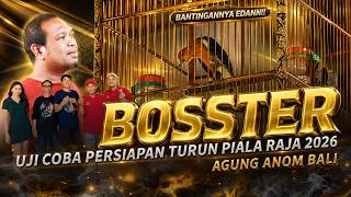 Uji Coba 🔥Anis Merah BOSSTER Persiapan Berangkat PIALA RAJA 2026