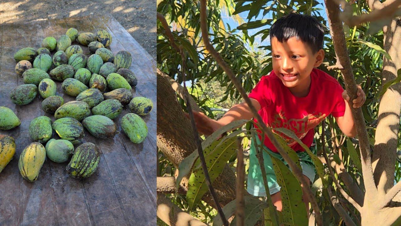 Jayde se subió al árbol,