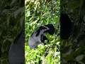 Check out how Romolina builds her comfy tree nest!