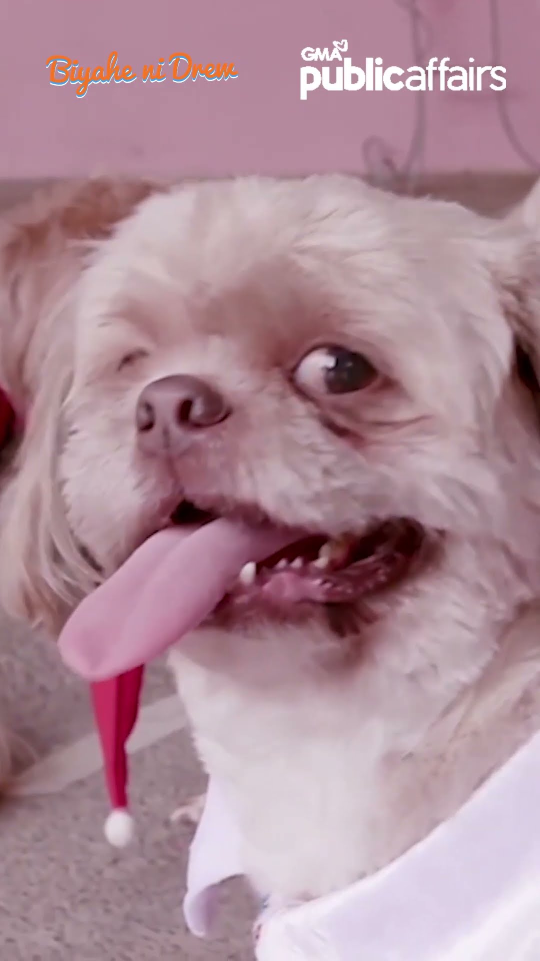 Furry Christmas to all fur babies! | Biyahe ni Drew
