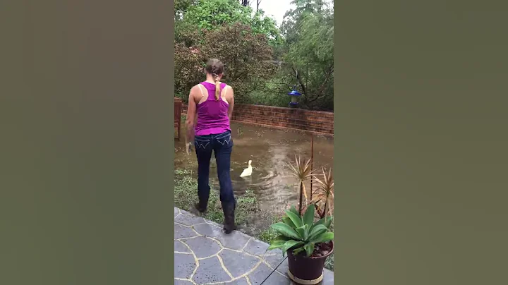 Cute duckling following his mum