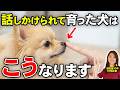 【犬の気持ち】飼い主に沢山話しかけられて育った犬だけが見せる5つの特徴｜獣医が解説