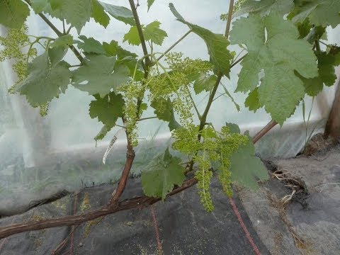 Wideo: Cechy Uprawy Winogron Na Północy