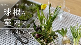 苔テラリウム 芽だし球根を室内で楽しむ方法 ヒヤシンス ムスカリ 水仙 Youtube