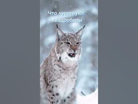 Что видите вы и квадроберы #квадробика #рекомендации #спорт - YouTube