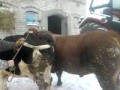 Krycie krowy bykiem limousine - YouTube