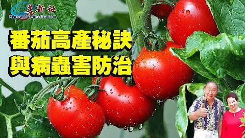 番茄种植合集 |番茄高产秘诀与病虫害防治。The secret of high yield of tomato and the control of diseases and insect pests - 天天要闻
