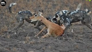 [Close-Up] Wild Dog Attack and Eat Alive Impala - Animal Fighting | ATP Earth