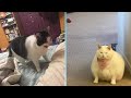 Try not to laugh  new funny cats   meowfunny part 44