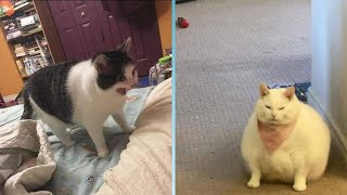 Try Not To Laugh 🤣 New Funny Cats Video 😹 - MeowFunny Part 44