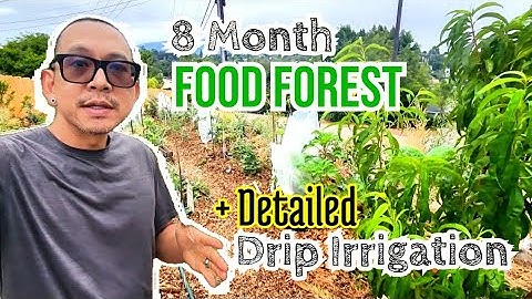 Building a Food Forest & Installing Drip Irrigation (Month 8 Update)
