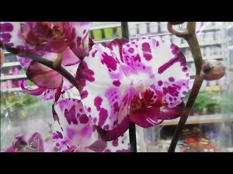 Шикарный орхидейный микс