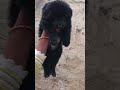 #puppy #blackgsd #cute #germanshepheard #pets #animals #dog