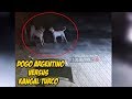Dogo Argentino contra un Kangal | Kangal vs Dogo | Comportamiento Canino