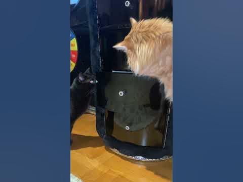 Беспалевно 😂 - YouTube