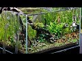 Aquascaper 600  nature aquarium shrimp aquascape big update