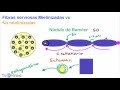 Fibras nerviosas mielinizadas y no mielinizadas (conduccion saltatoria) - Fisiologia