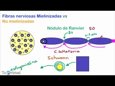 Vídeo: Diferencia Entre Fibras Nerviosas Mielinizadas Y Amielínicas