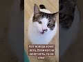 Кот всегда хочет есть. Если кот не хочет есть, то он спит