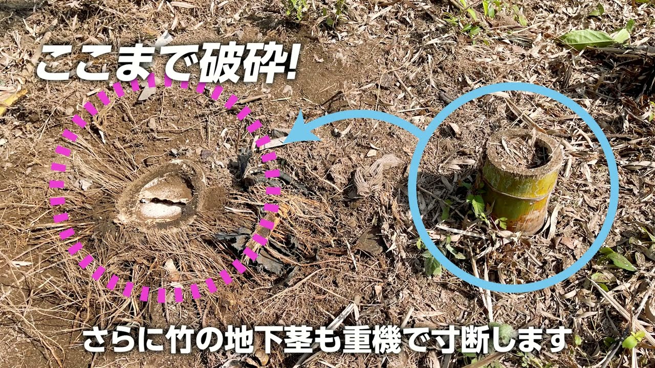 竹の伐採、承ります。 竹林整備】プロが竹を切るスピード感【チェンソー】【伐採】 - YouTube