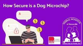 How Secure is a Dog Microchip? by Animal Hospital of Statesville 15 views 7 months ago 3 minutes, 13 seconds