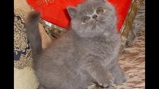 Котятки-экзоты Котятки-экзоты