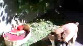 Zaira Vs. Tina...y Hugui Haciendo Huevo Jaja