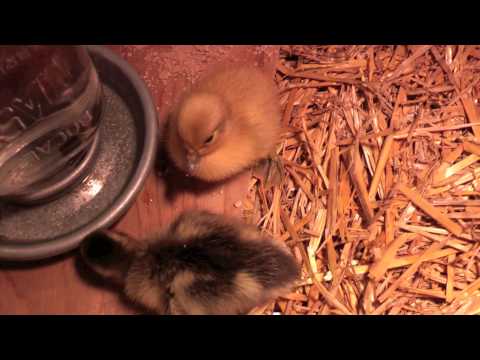 CUTE baby ducklings first day