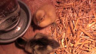 CUTE baby ducklings first day