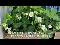 Strawberries - growing FREE plants from Runners 如何繁殖草莓🪴