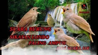 SUARA BURUNG SIKATAN LONDO TER BAIK JEDA SUARA AIR 30 DETIK JOS