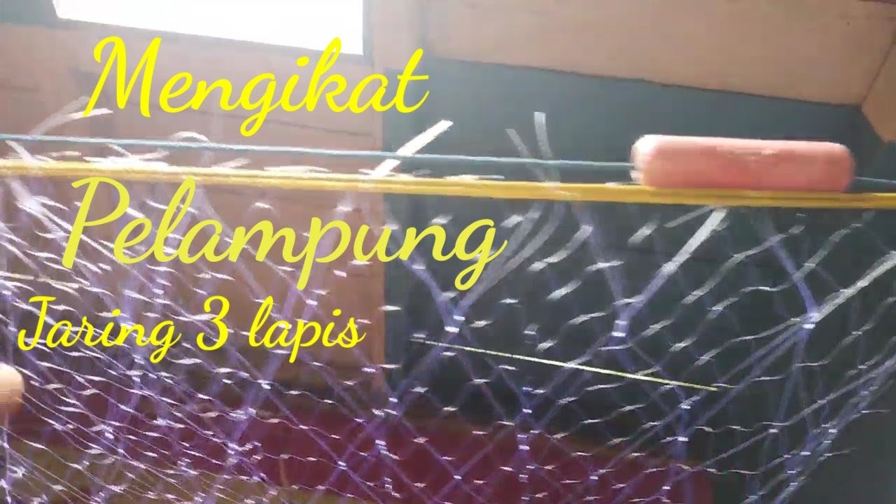 Mengikat pelampung jaring 3 lapis