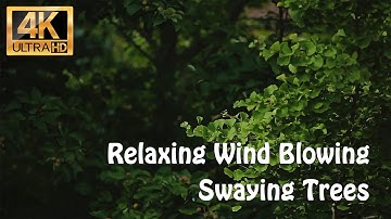 Relaxing Wind Blowing Through Trees, Swaying Branches in 4K - Sounds for Sleep, Study & Relaxation