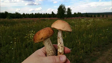 Как почистить, помыть, нарезать и пожарить лесные грибы/Как пожарить подберезовики и маслята
