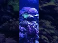 Fluorescent Live Coral Reef &amp; Amazing Fish Glowing At Mystic Aquarium