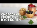 СМОРОДИНА: какие сорта самые сладкие? // Что ОБЯЗАТЕЛЬНО нужно сделать весной? // Болезни кустов