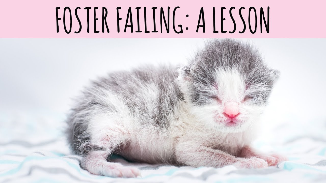 Planning Kitten Lady Planning Kitten Lady