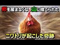 「今日からここがあなたの新しいおうちだよ」1羽のニワトリの奇跡【山に捨てられた鶏コッチの物語2】#54