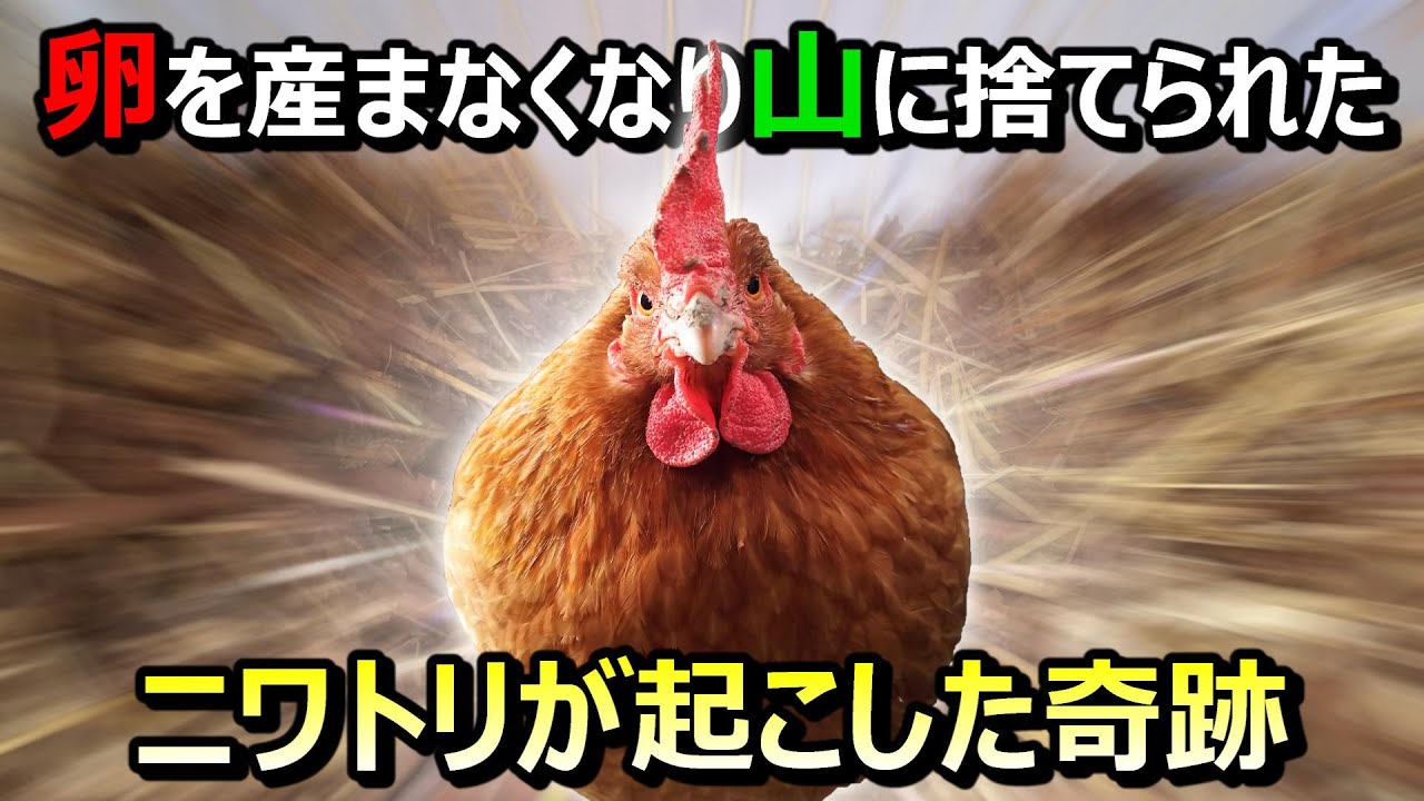 「今日からここがあなたの新しいおうちだよ」1羽のニワトリの奇跡【山に捨てられた鶏コッチの物語2】#54