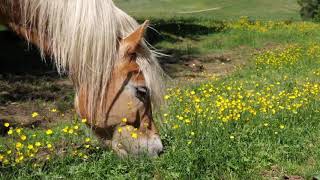 The Grasslands tuning CGCGAD