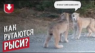 Как кричат рыси? Вот так Как кричат рыси? Вот так