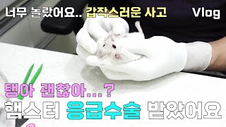 [긴급] 우리 탱이 다쳤어요.. 🚨응급 수술 이야기 🚨 l 햄스터 브이로그 l 햄스터 키우기 l 드워프 햄스터 l 햄스터 동물병원 l 어울림 동물병원 l 햄스터 수술 l 🐹