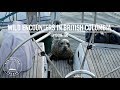 Wild Encounters In British Columbia - Ep. 130 RAN Sailing