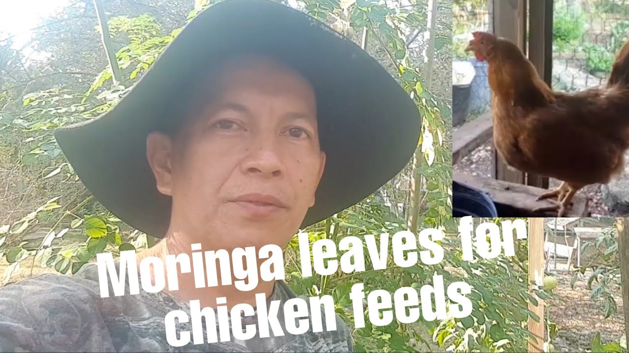 Moringa for organic chicken feeds - Malungay para sa organikong pagkain