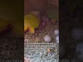 hatching green cheek conures pt 10 #babyparrot #hatchingchicks #birds
