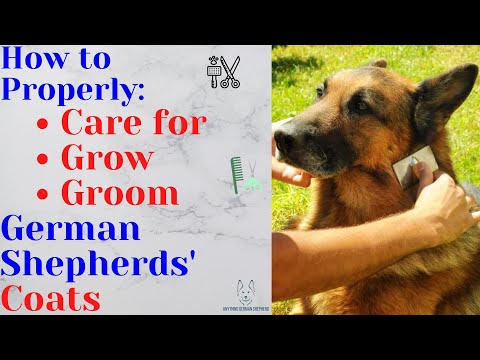 Video: Nemecké Shepherd Coat Starostlivosť a tipy pre starostlivosť