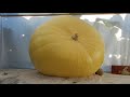 Hydroponic Giant Pumpkin 16 Days after Pollination 46kg/101LB