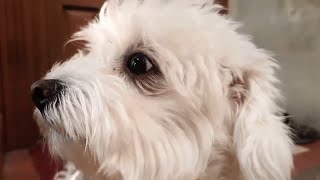 Moments from the life of a cute Maltese dog I My dog JESSICA I DOG