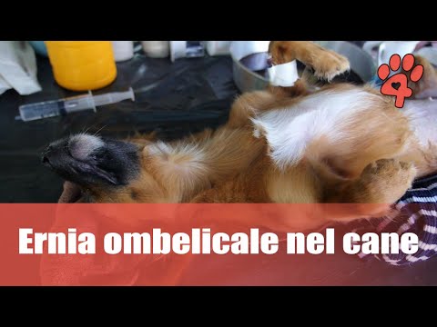 Video: Ernia Ombelicale Nei Cani - Ernia Del Cane