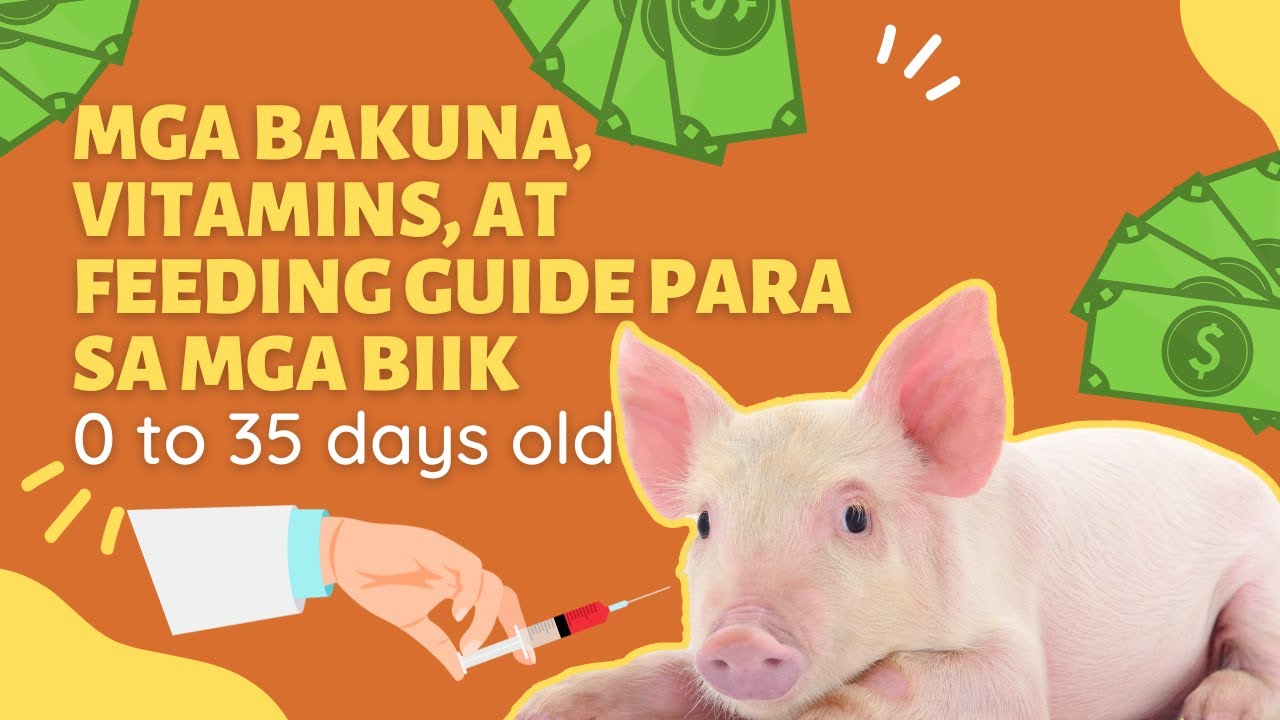 MGA BAKUNA, VITAMINS AT FEEDS PARA SA MGA BIIK | 0 TO 35 DAYS OLD #PIGGERY #BABUYAN
